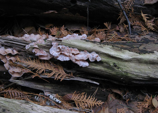 fungus